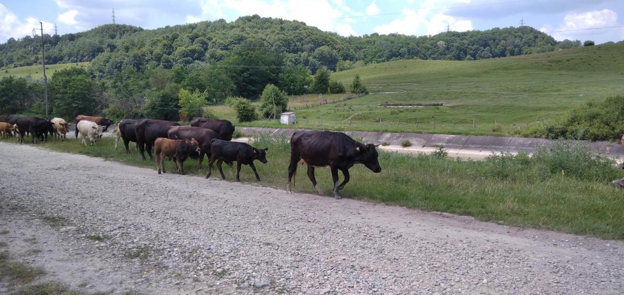 La Livada Villa Valea Danului Luaran gambar