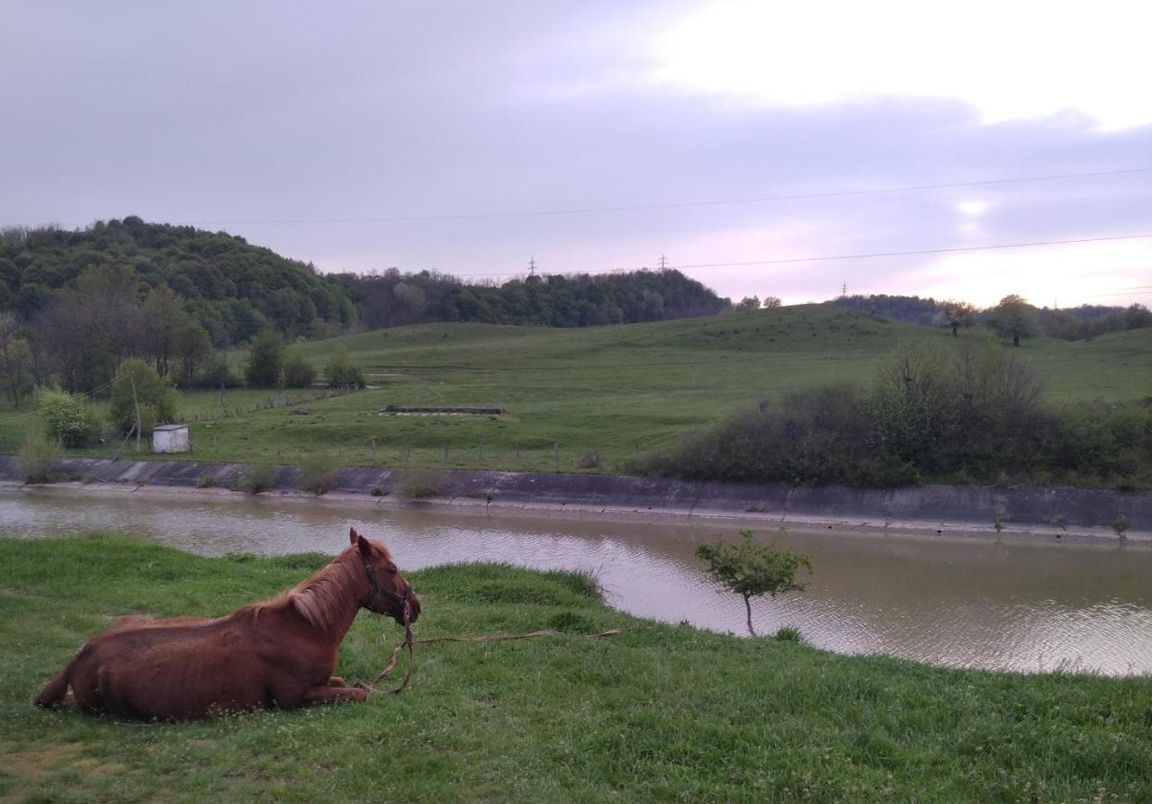La Livada Villa Valea Danului Luaran gambar