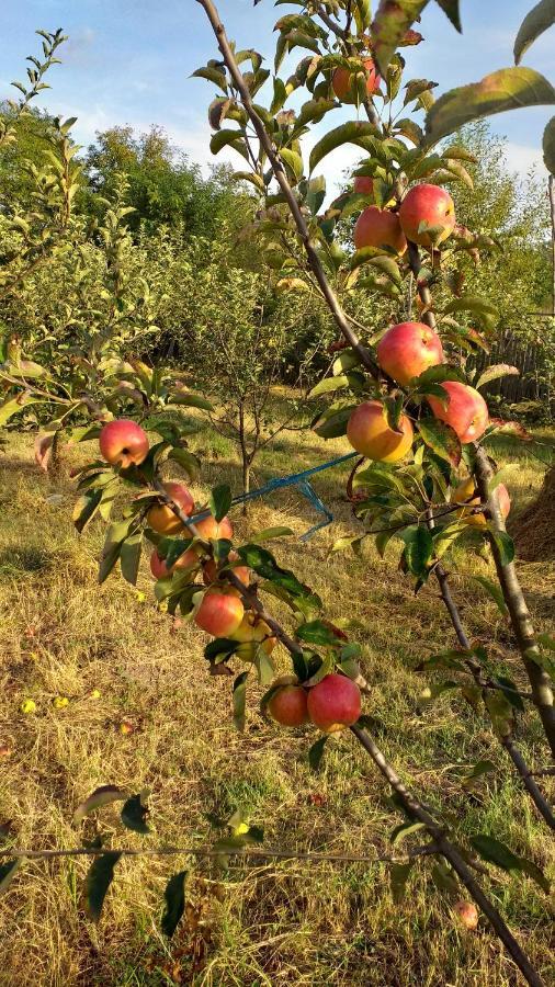 La Livada Villa Valea Danului Luaran gambar